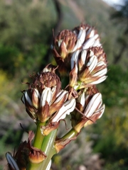 Asphodelus lusitanicus