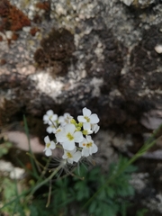 Arabidopsis