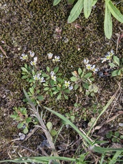 Draba verna