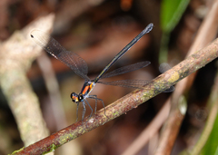 Austroargiolestes aureus