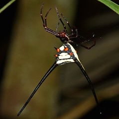 Micrathena cyanospina