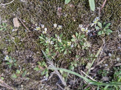 Draba verna