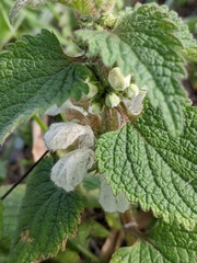 Lamium album