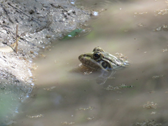 Leptodactylus luctator