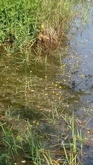Utricularia radiata