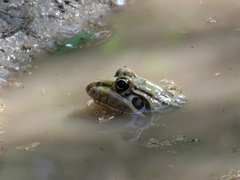 Leptodactylus luctator