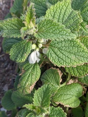 Lamium album