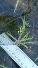 Utricularia radiata