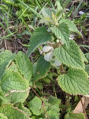 Lamium album