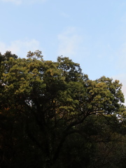 Castanopsis carlesii