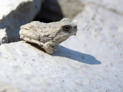 Pleurodema nebulosum