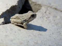 Pleurodema nebulosum