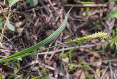 Carex hirtifolia
