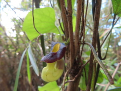 Aristolochia shimadae