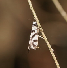 Lepidoscia characota
