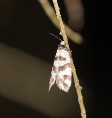 Lepidoscia characota