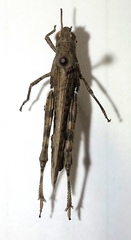 Epacromius pulverulentus