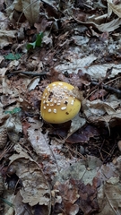 Amanita junquillea