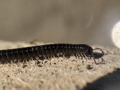 Tachypodoiulus niger