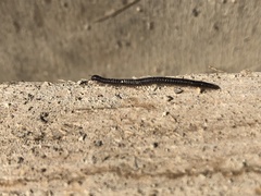 Tachypodoiulus niger