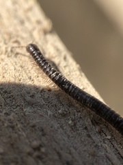 Tachypodoiulus niger