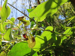 Aristolochia shimadae