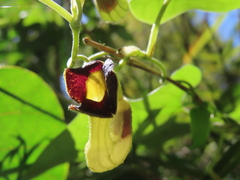 Aristolochia shimadae