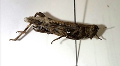 Epacromius pulverulentus