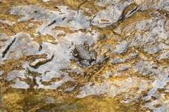Litoria meiriana
