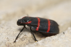 Huaina inca