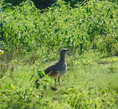 Chunga burmeisteri