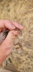 Pseudonaja textilis