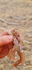 Pseudonaja textilis