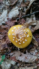 Amanita junquillea