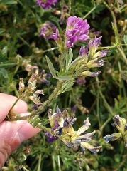 Medicago