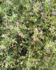 Medicago