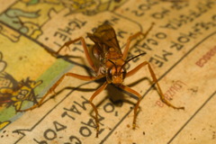 Tachypompilus mendozae