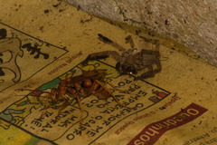 Tachypompilus mendozae