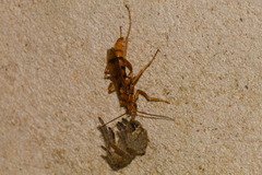 Tachypompilus mendozae