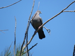 Patagioenas maculosa