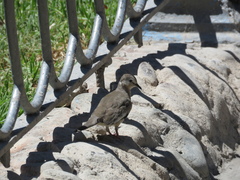 Columbina picui