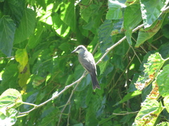 Tyrannus melancholicus
