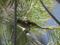 Sicalis flaveola