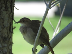 Furnarius rufus