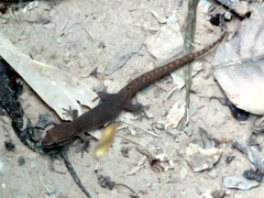Homonota borellii