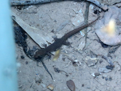 Homonota borellii