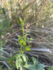 Fumaria bastardii