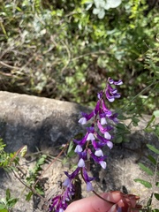 Vicia villosa