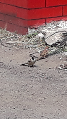 Passer montanus