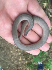 Virginia valeriae elegans